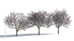 Prunus cerasifera tree c