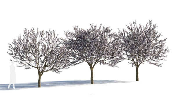 Prunus cerasifera tree c