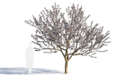 Prunus cerasifera tree c