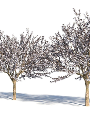 prunus-cerasifera-tree-c-3d-model-7828d8601d
