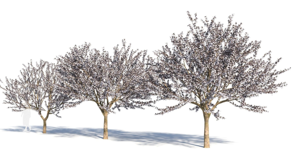 Prunus cerasifera tree c