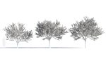 Prunus cerasifera tree c