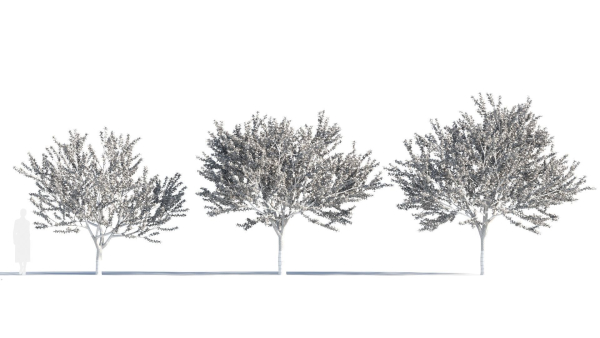 Prunus cerasifera tree c
