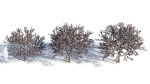 Prunus cerasifera tree c