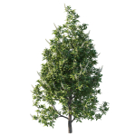 Prunus Lusitanica Tree 02
