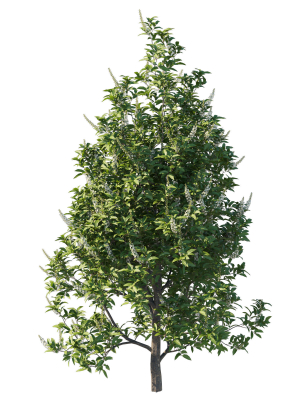 prunus-lusitanica-tree-02-3d-model-03602460b0