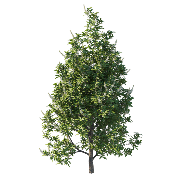 Prunus Lusitanica Tree 02