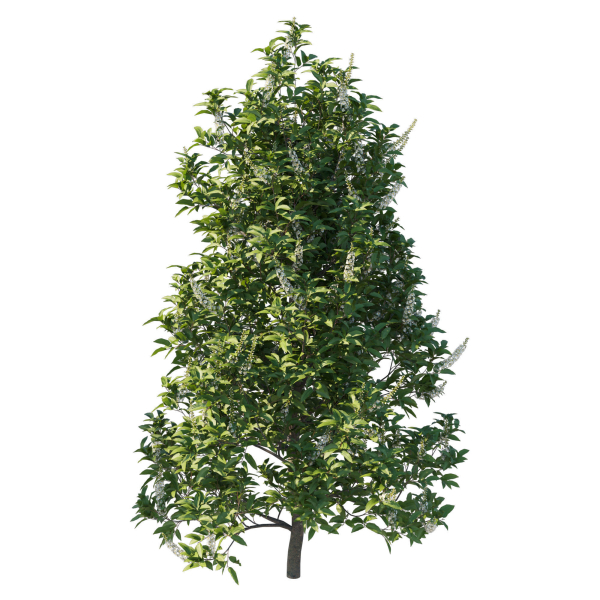 Prunus Lusitanica Tree 02