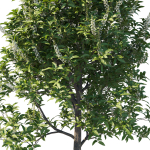 Prunus Lusitanica Tree 02