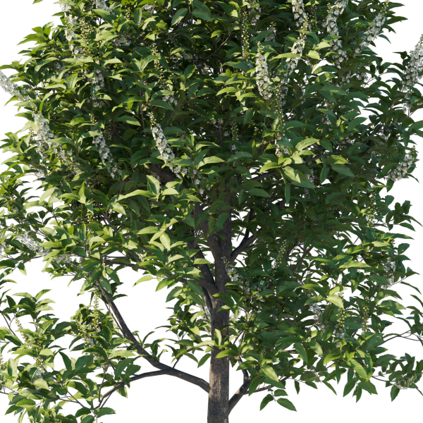 Prunus Lusitanica Tree 02