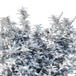 Prunus Lusitanica Tree 02