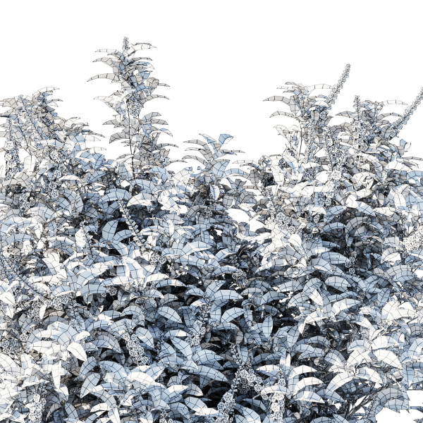 Prunus Lusitanica Tree 02