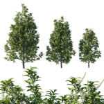 Prunus Lusitanica Tree 02