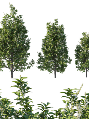 Prunus Lusitanica Tree 02