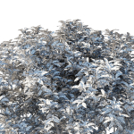 Prunus Lusitanica Tree 03