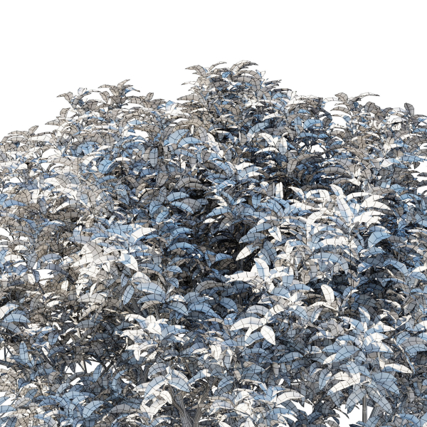 Prunus Lusitanica Tree 03
