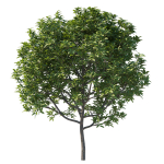 Prunus Lusitanica Tree 03