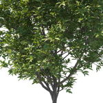 Prunus Lusitanica Tree 03