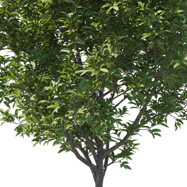 Prunus Lusitanica Tree 03