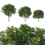 Prunus Lusitanica Tree 03