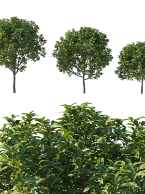 Prunus Lusitanica Tree 03