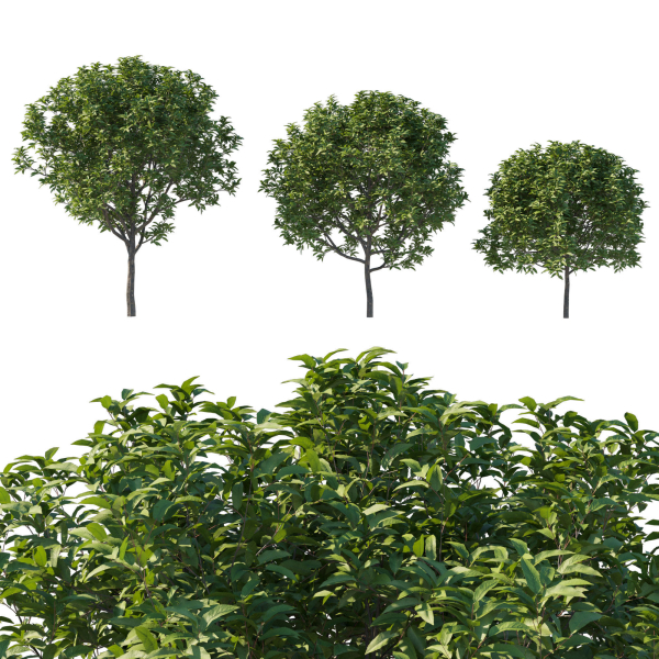 Prunus Lusitanica Tree 03
