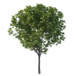 Prunus Lusitanica Tree 03