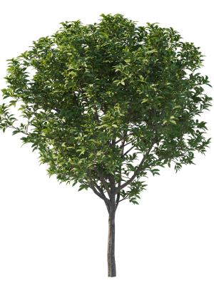 prunus-lusitanica-tree-03-3d-model-c4fdebf113