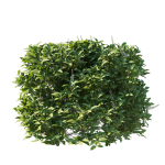 Prunus Lusitanica Tree 04