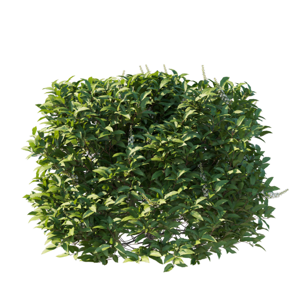 Prunus Lusitanica Tree 04