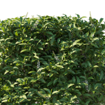 Prunus Lusitanica Tree 04