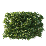 Prunus Lusitanica Tree 04