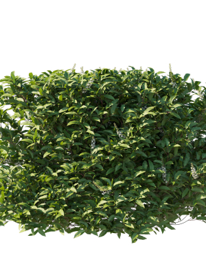 prunus-lusitanica-tree-04-3d-model-a998912eeb