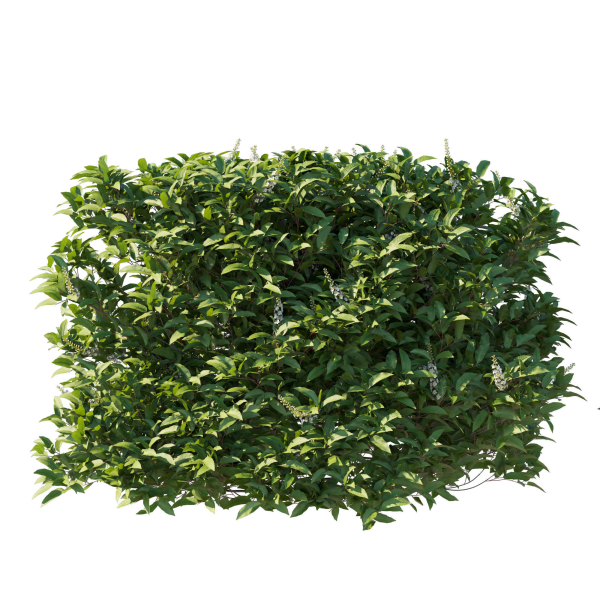 Prunus Lusitanica Tree 04