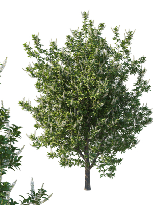 Prunus Lusitanica Tree