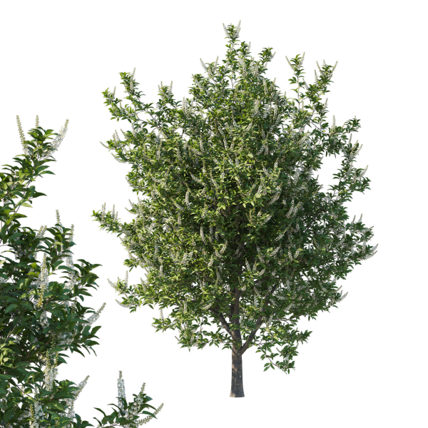 Prunus Lusitanica Tree