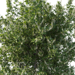 Prunus Lusitanica Tree