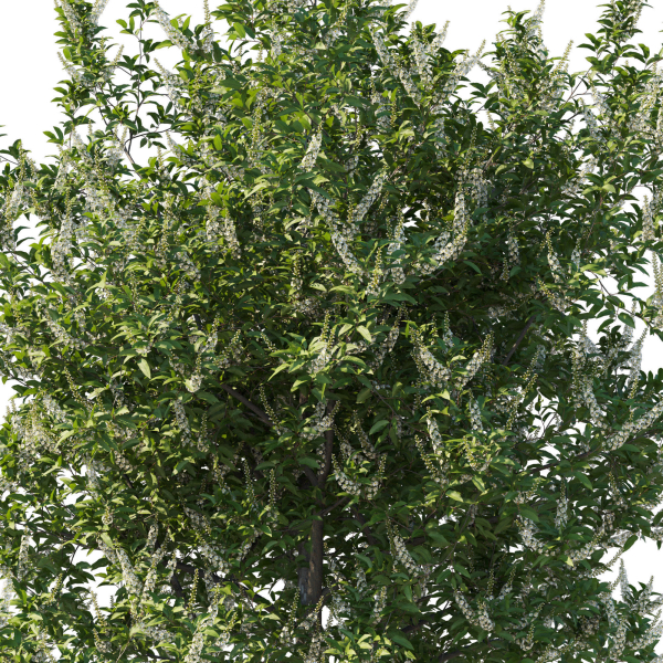 Prunus Lusitanica Tree