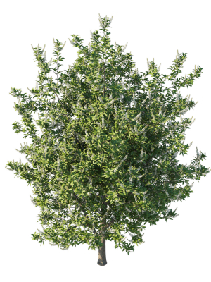prunus-lusitanica-tree-3d-model-651079a799