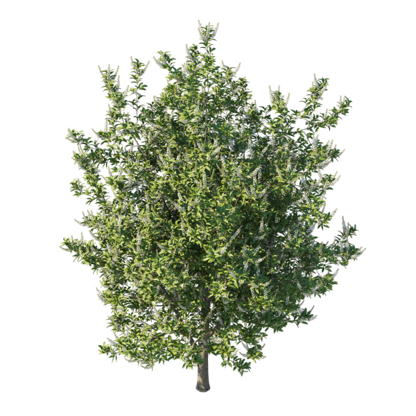 Prunus Lusitanica Tree