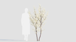 Prunus spinosa b