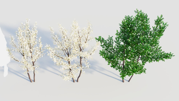 Prunus spinosa b