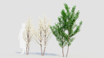 Prunus spinosa b
