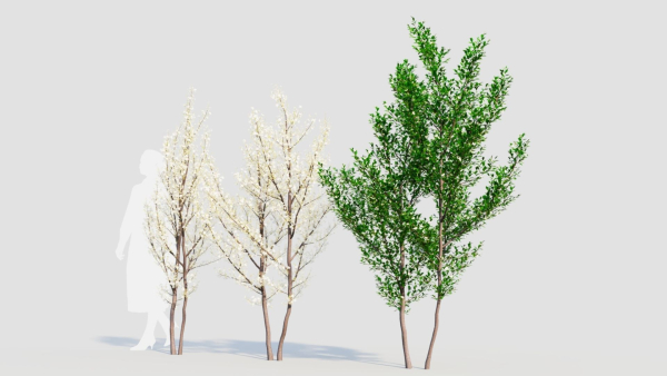 Prunus spinosa b