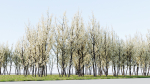 Prunus spinosa b