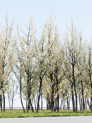 Prunus spinosa b