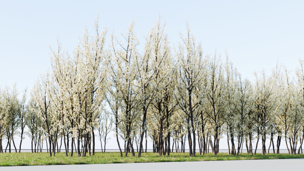 Prunus spinosa b