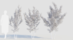 Prunus spinosa b