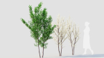 Prunus spinosa b