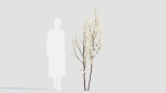 Prunus spinosa b